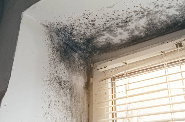 Affordable Hvac And Air Duct Mold Remediation solutions in Fairfax Station, VA